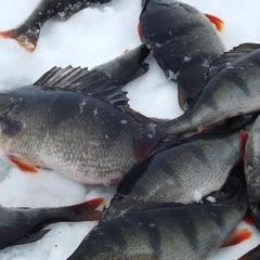 Отель Полуостров на Селигере, Нижние Котицы, Тверская область