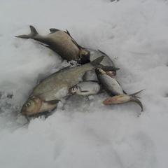 Отель Полуостров на Селигере, Нижние Котицы, Тверская область