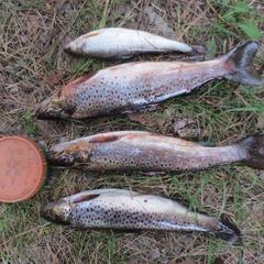 Отель Полуостров на Селигере, Нижние Котицы, Тверская область