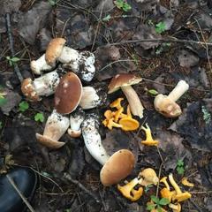 Отель Полуостров на Селигере, Нижние Котицы, Тверская область