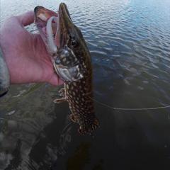 Отель Полуостров на Селигере, Нижние Котицы, Тверская область