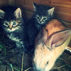 Отель Полуостров на Селигере, Нижние Котицы, Тверская область