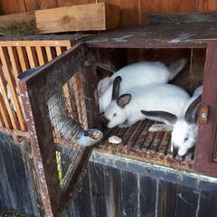 Коттедж и сауна на Байкале, Никола, Иркутская область