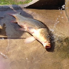 Рыболовная база Колючий окунь, Никольское 1-е, Воронежская область