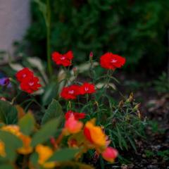 Гостевой дом Милана, Новомихайловский, Краснодарский край