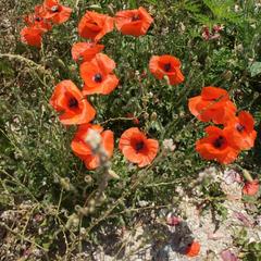 Мини-гостиница Винотеррия, Новороссийск, Краснодарский край