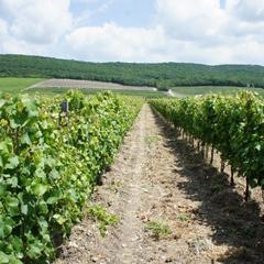 Мини-гостиница Винотеррия, Новороссийск, Краснодарский край