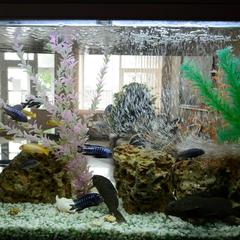 Гостиница Аврора, Новосибирск, Новосибирская область