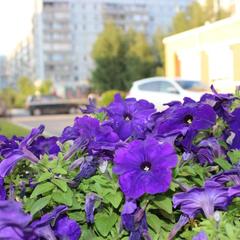 Гостиница Барракуда на Тюленина, Новосибирск, Новосибирская область