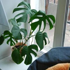 Хостел на Красном, Новосибирск, Новосибирская область