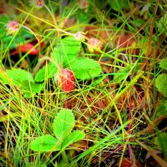Турбаза Алтайский Куршавель, Змеиногорский район, Алтайский край