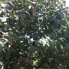 Гостевой дом В гостях у Бабы Поли, Новый Рогачик, Волгоградская область