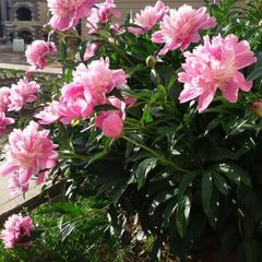 Гостевой дом В гостях у Бабы Поли, Новый Рогачик, Волгоградская область