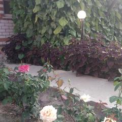 Гостевой дом В гостях у Бабы Поли, Новый Рогачик, Волгоградская область