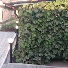 Гостевой дом В гостях у Бабы Поли, Новый Рогачик, Волгоградская область