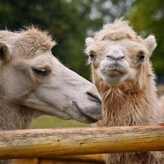 Отель Яхонты Ногинск, Ногинск, Московская область