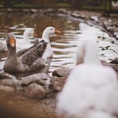 Отель Яхонты Ногинск, Ногинск, Московская область