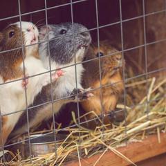 Отель Яхонты Ногинск, Ногинск, Московская область