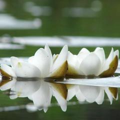 Гостевой дом На Вокзальной, Няндома, Архангельская область