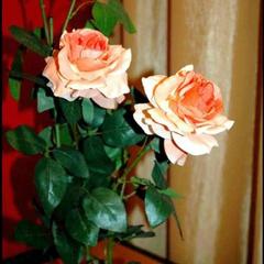 Отель Ковчег, Одинцово, Московская область