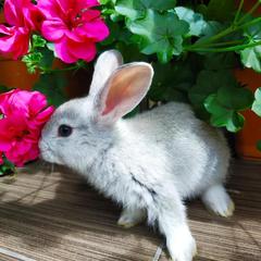 Гостевой дом Белая студия, Ольгинка, Краснодарский край