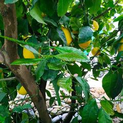 Гостевой дом Белая студия, Ольгинка, Краснодарский край