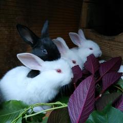 Гостевой дом Белая студия, Ольгинка, Краснодарский край