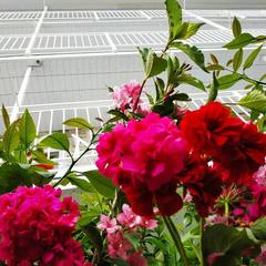 Гостевой дом Белая студия, Ольгинка, Краснодарский край