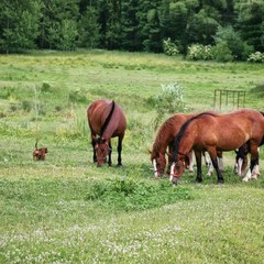 Гостевой дом Русь, Ольховатка, Калининградская область