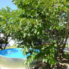 Гостевой дом На Солнечной 13, Ольгинка, Краснодарский край