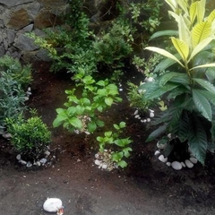 Апартаменты Эллинг, Отрадное, Калининградская область