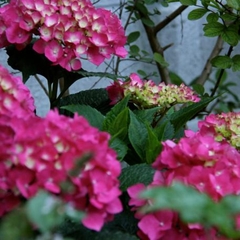 Вилла Вилла Даниэль, Отрадное, Калининградская область