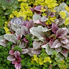 Вилла Вилла Даниэль, Отрадное, Калининградская область