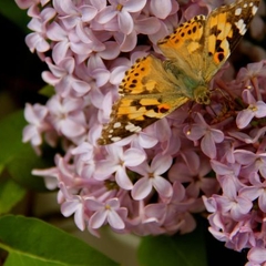 Вилла Вилла Даниэль, Отрадное, Калининградская область