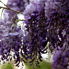 Вилла Вилла Даниэль, Отрадное, Калининградская область