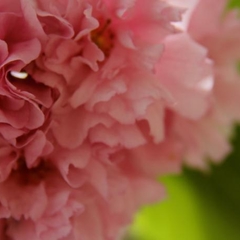 Вилла Вилла Даниэль, Отрадное, Калининградская область