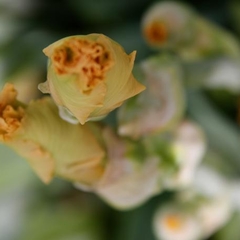 Вилла Вилла Даниэль, Отрадное, Калининградская область