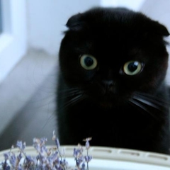 Вилла Вилла Даниэль, Отрадное, Калининградская область