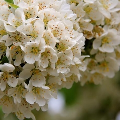 Вилла Вилла Даниэль, Отрадное, Калининградская область