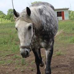 База отдыха Лесовичок, Отрадное, Калининградская область