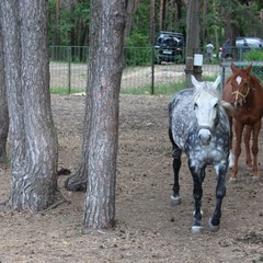 База отдыха Лесовичок, Отрадное, Калининградская область