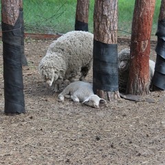 База отдыха Лесовичок, Отрадное, Калининградская область