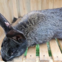 База отдыха Лесовичок, Отрадное, Калининградская область