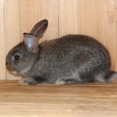 База отдыха Лесовичок, Отрадное, Калининградская область