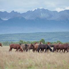Гостевой дом Мунгэн Сэргэ, Охор-Шибирь, Республика Бурятия