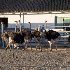 Усадьба Южное Графство, Павловская, Краснодарский край