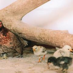 База отдыха Казачий Хуторок, Павловская, Краснодарский край