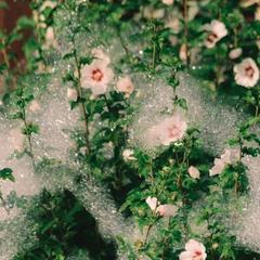 База отдыха Казачий Хуторок, Павловская, Краснодарский край