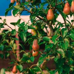 База отдыха Казачий Хуторок, Павловская, Краснодарский край