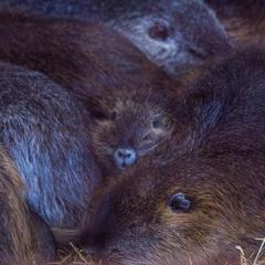 База отдыха Казачий Хуторок, Павловская, Краснодарский край